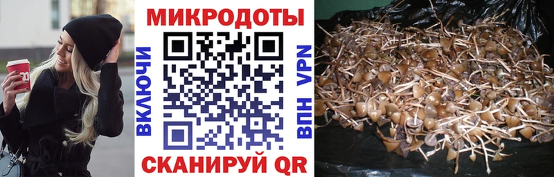 Псилоцибиновые грибы Psilocybe  Нижняя Тура 